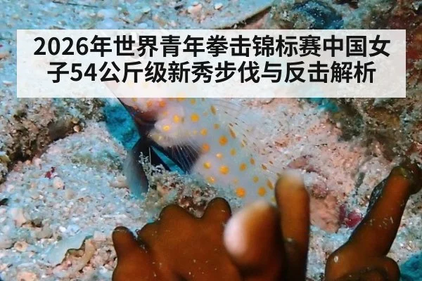 2026年世界青年拳击锦标赛中国女子54公斤级新秀步伐与反击解析（j9 game）